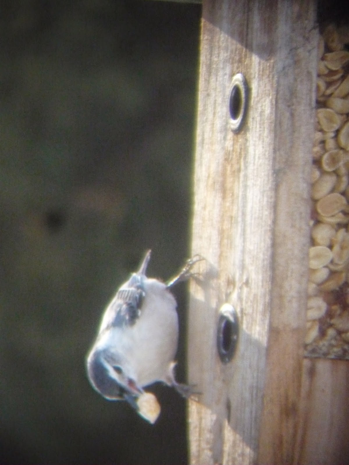 South Burlington birds Birds at peanut feederphotos South
