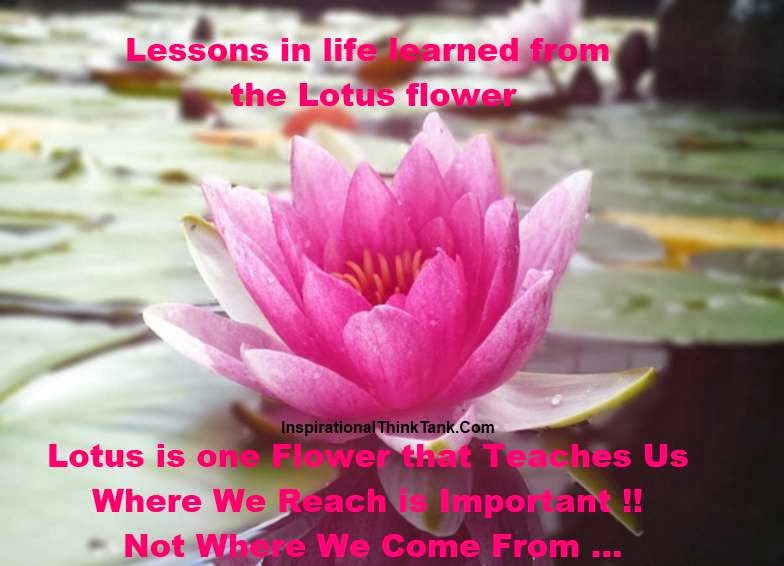 Lotus Flower Inspirational Quotes