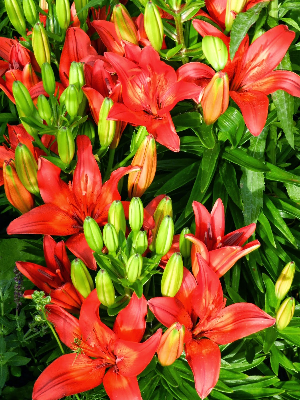 Prairie Rose's Garden June Bloom Day