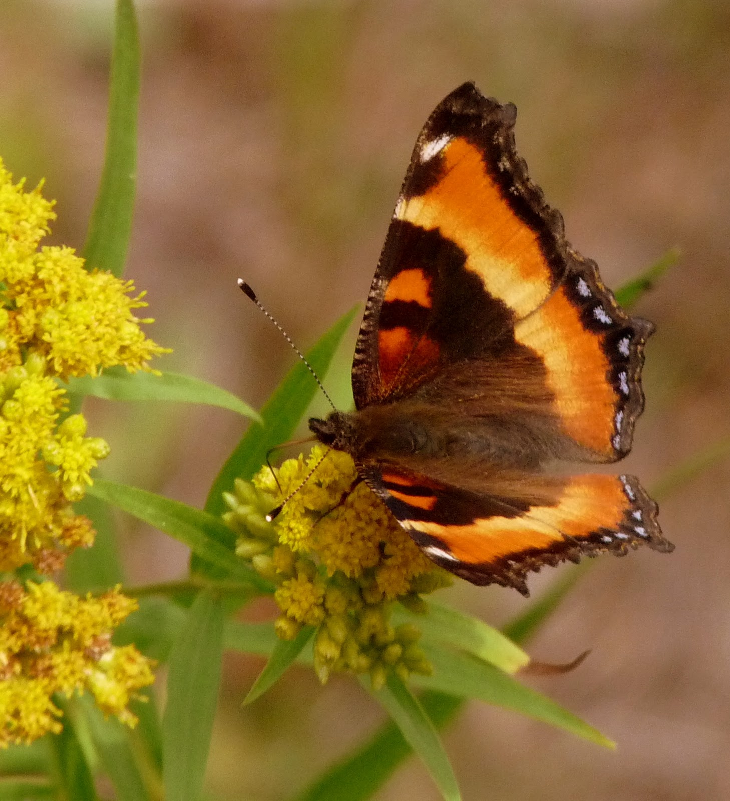 The Retirement Chronicles Butterflies, Blooms, Bees and Blueberries!