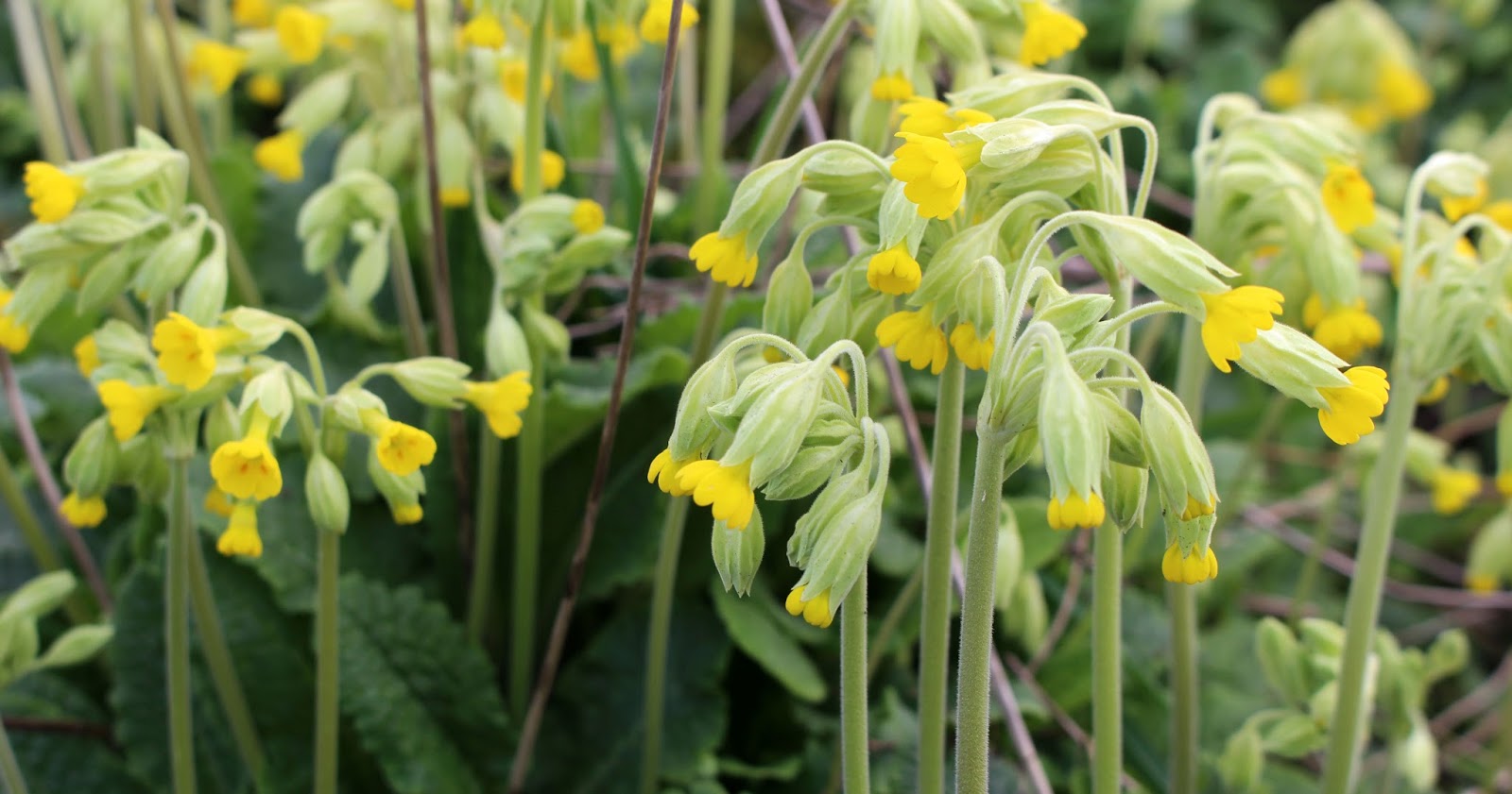 sconzani Spring wildflowers the yellowing of the countryside