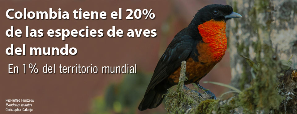Producto: Avistamiento de Aves en Colombia