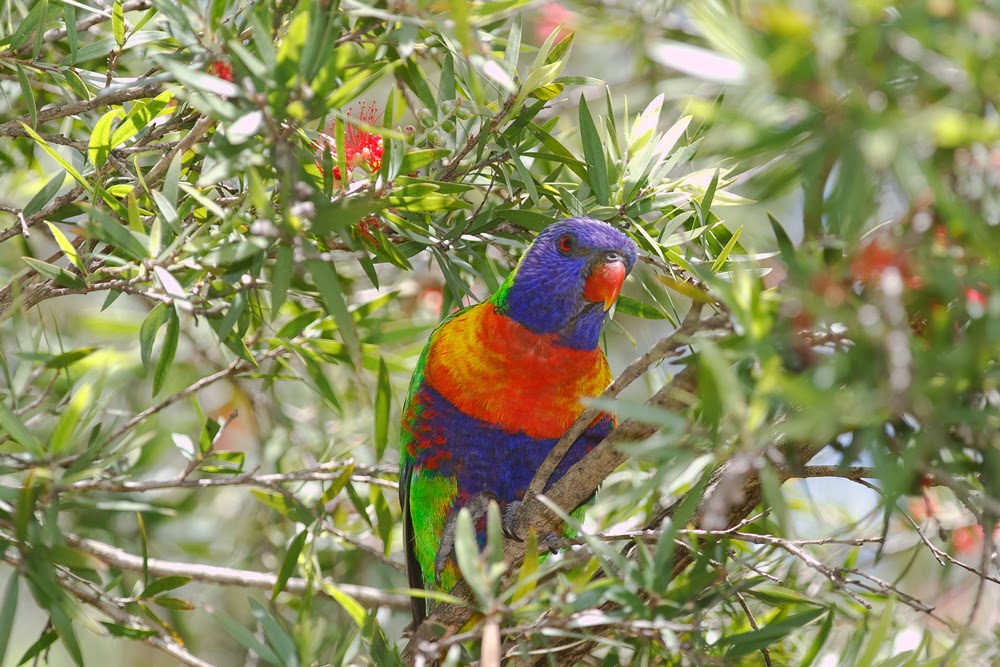 Bluebottle Adelaide Birds