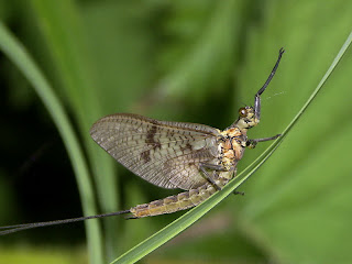mayfly