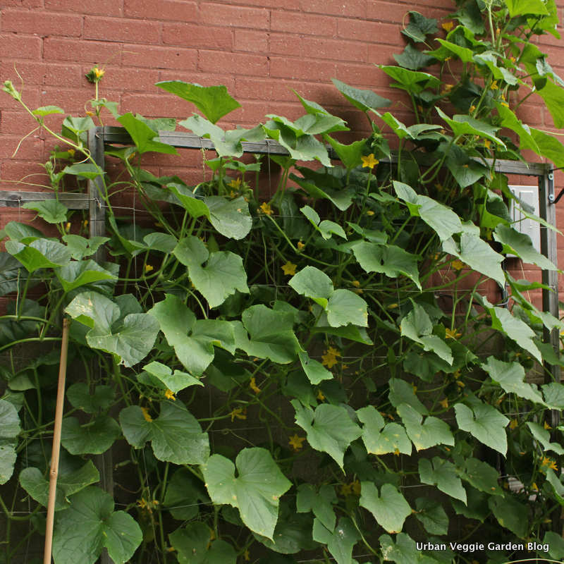 Urban Veggie Garden Blog