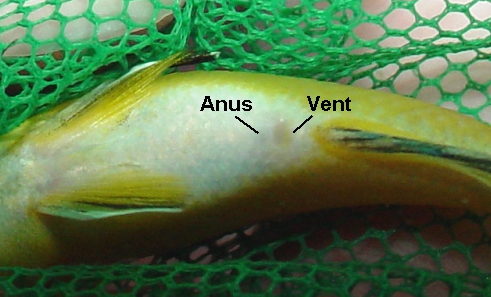 akvaryum balik a v m sari prenses