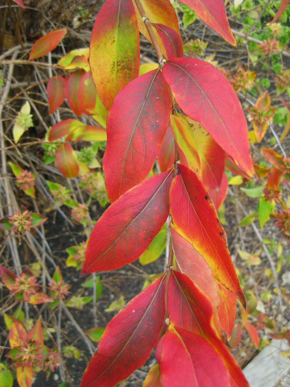 Plant Preview Scentimental Journey With Sweet Treat Lilac