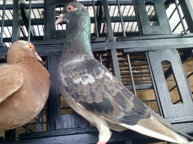 Cara Ternak Burung Dara Atau Merpati Cara Ternak Burung Dara Atau Merpati