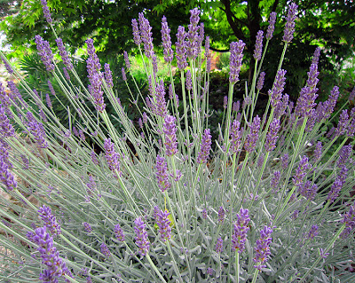 Bearing All: In an English Country Garden