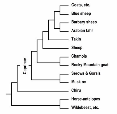 http://2.bp.blogspot.com/-TpFprtXoXsY/Un-E9xZcTuI/AAAAAAAAA90/icUalXZumAQ/s1600/Caprinae.JPG