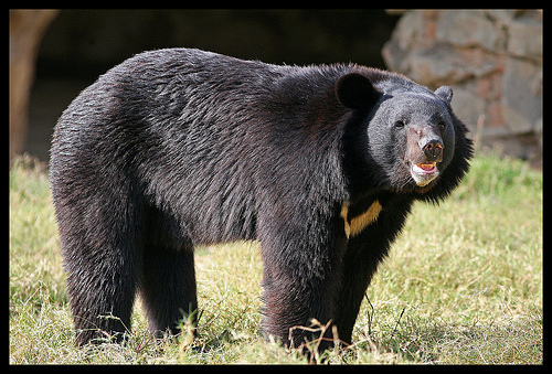 asiatic bear