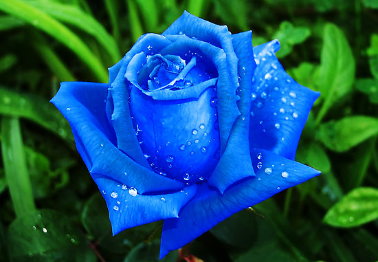 Flores azules para tu boda 1