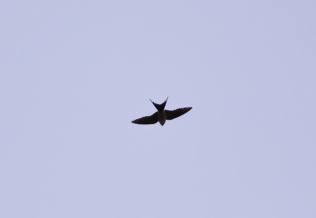 Red-rumped Swallow, Hull