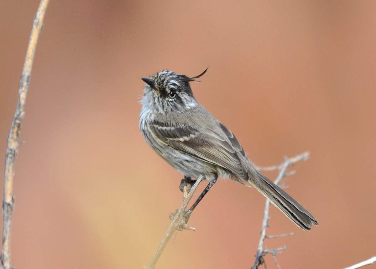 PAJAROS