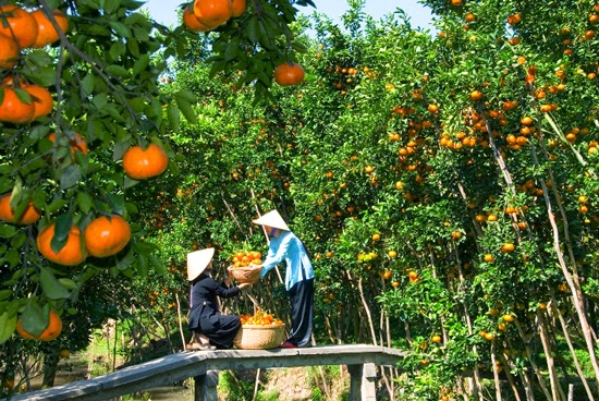 Kinh nghiệm du lịch Cần Thơ.. Kinh nghiệm du lịch Cần Thơ..