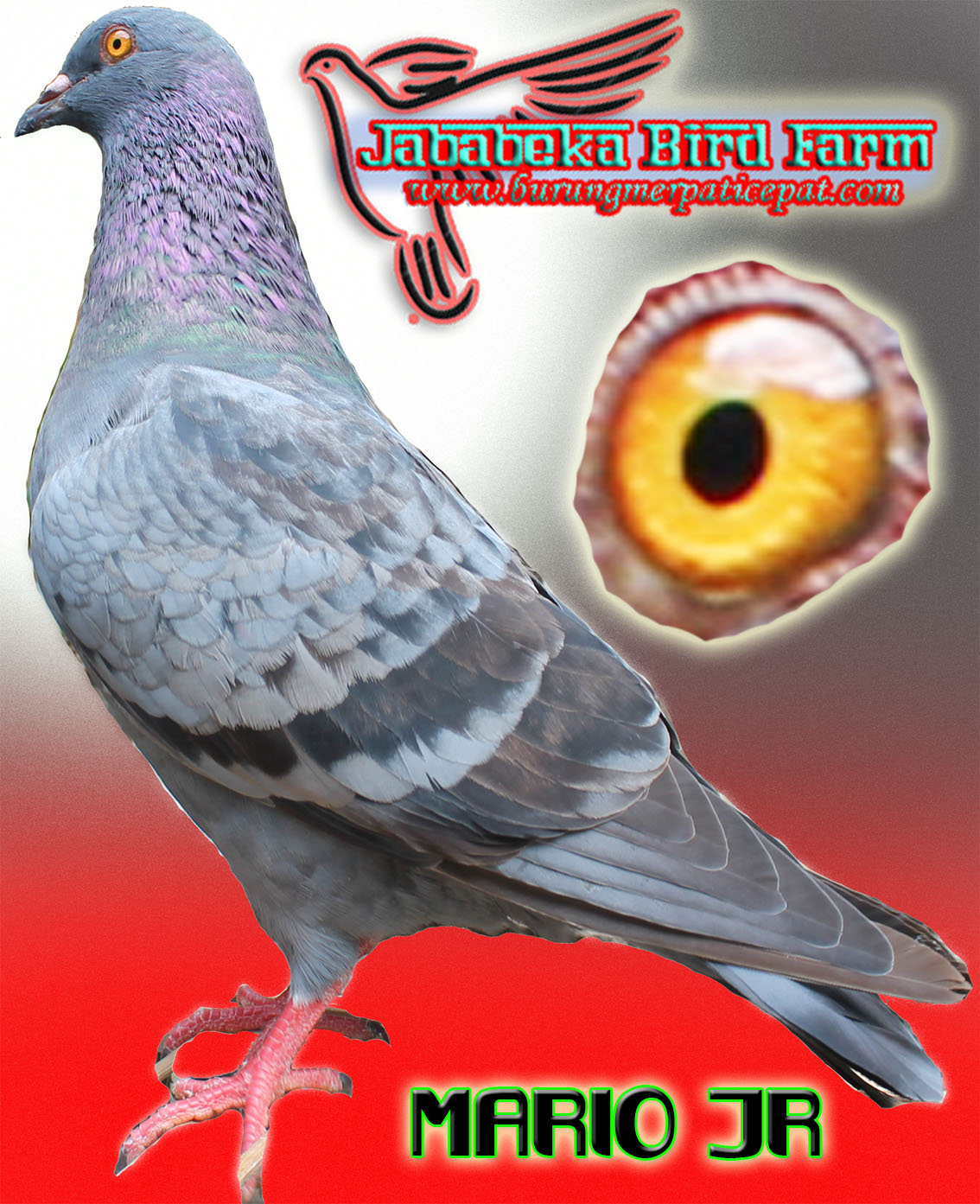 Pengiriman Burung merpati Bulan Mei 2013 terhitung tgl 1 - 15 mei 2013