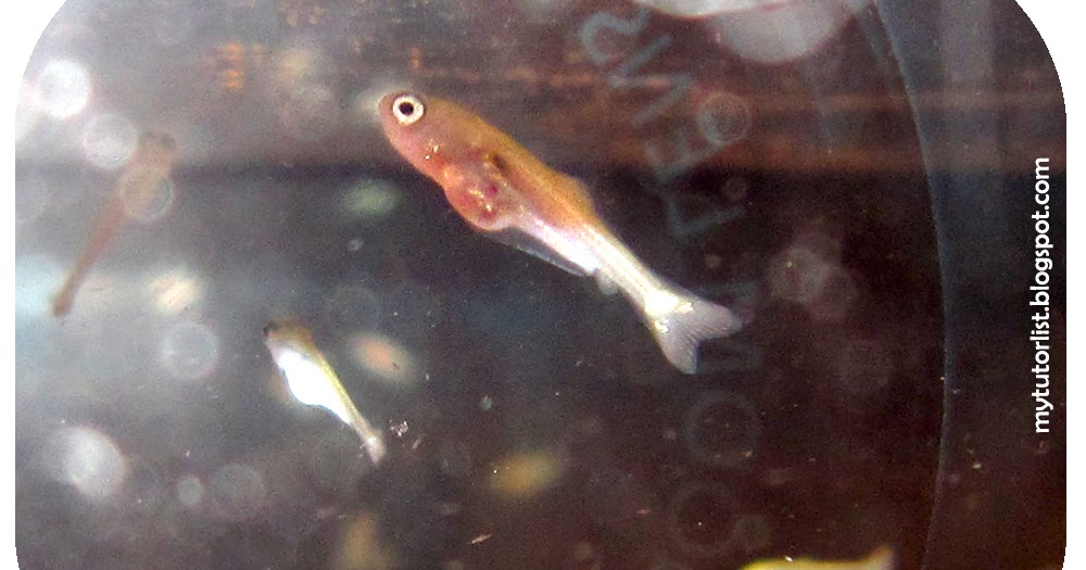 Goldfish Babies Day 24 Behind