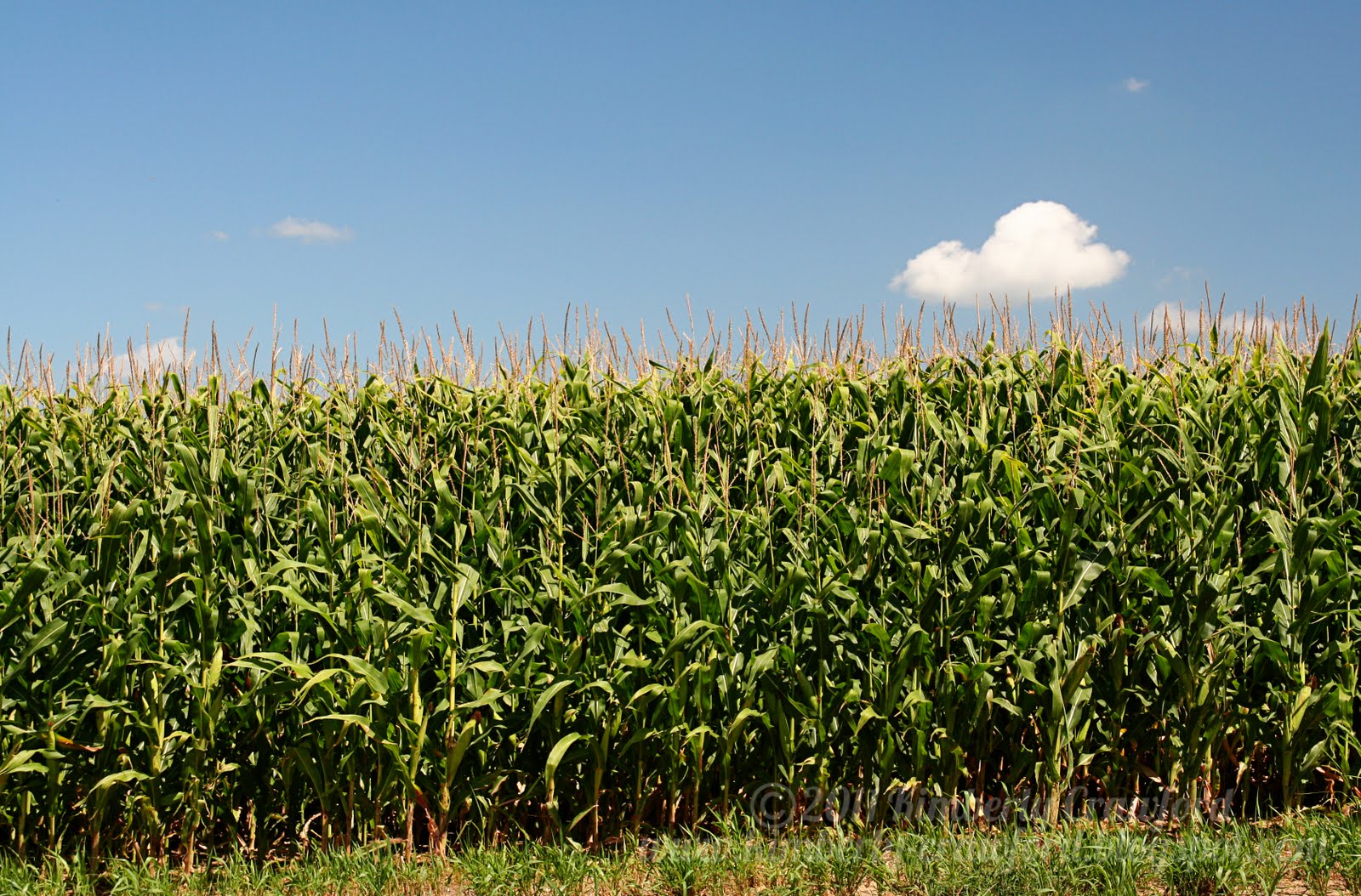 fields of corn 365 Photo Project