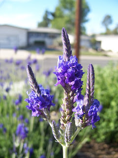 The 2 Minute Gardener: Photo - Fern Leaf Lavender (Lavandula multifida)