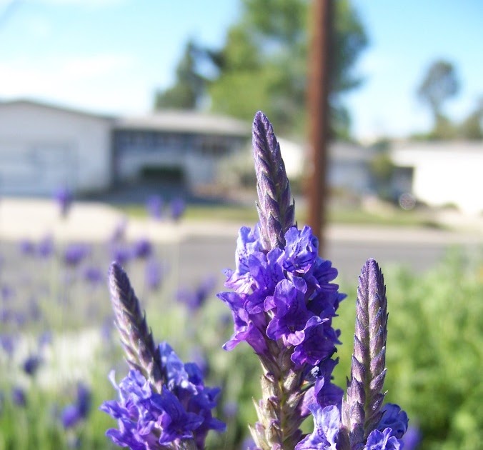 The 2 Minute Gardener Photo Fern Leaf Lavender (Lavandula multifida)