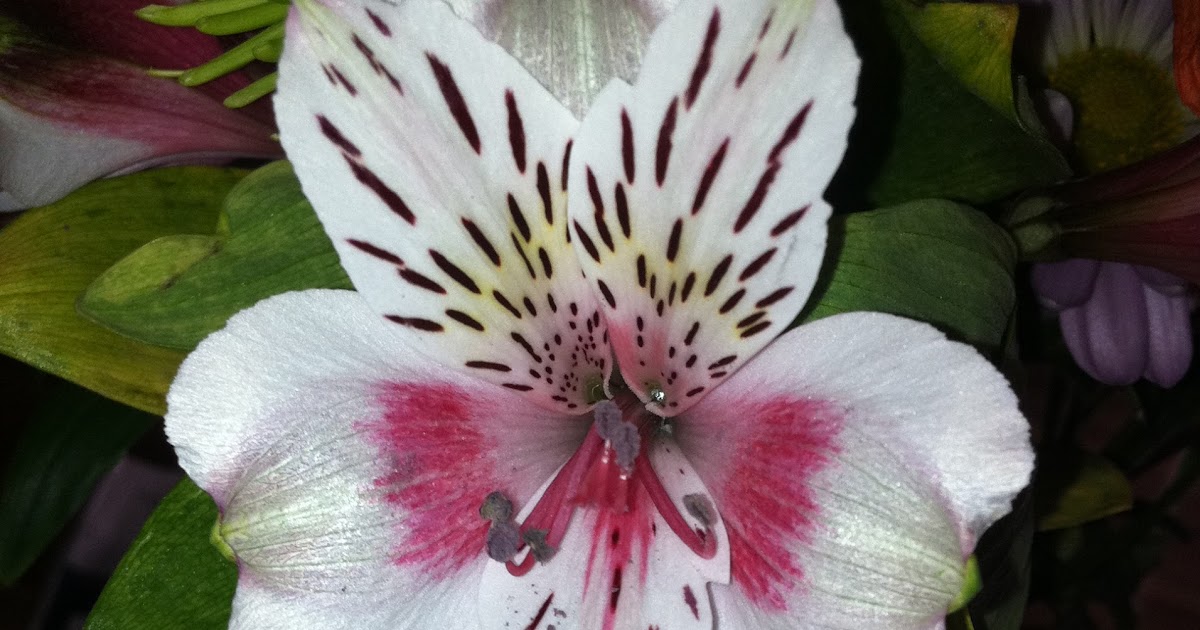 Gild the Lily The Daily Nail