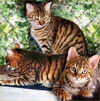The Toyger Pets Cute And Docile