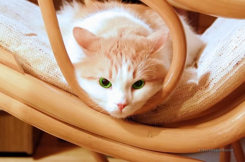 History of Cat with Domestication :30 Most Beautiful Illustration of