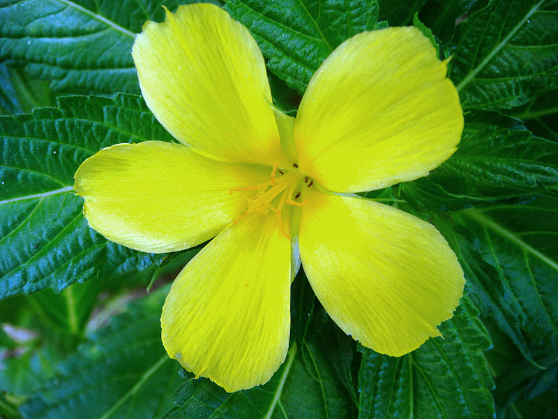 N U K I L A N Kalau Asal Benih Yang Baik