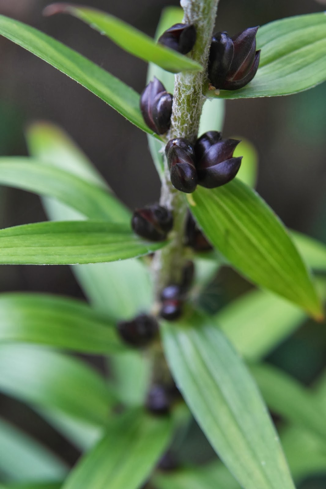 Cheesehead Gardening Tiger Lily Stem Bulbils