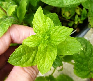 Bushmans Wild Hiking 1 4 12