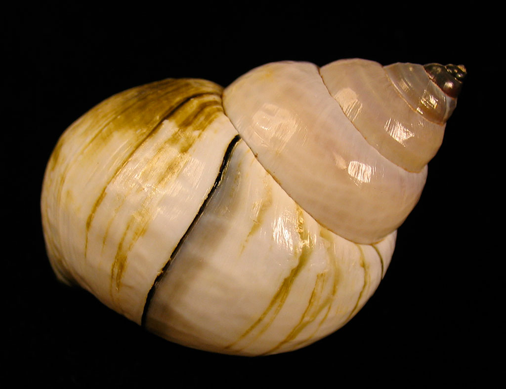 Louisville Fossils and Beyond Cipangopaludina japonica River Snail