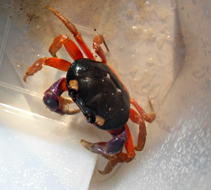 My Adventure with Halloween Moon Crabs Long time, No post!