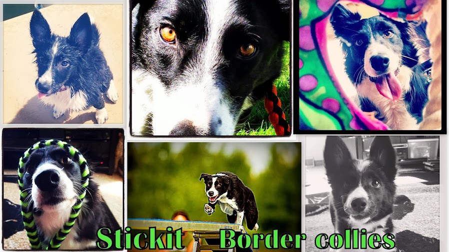 StickIt Border Collies