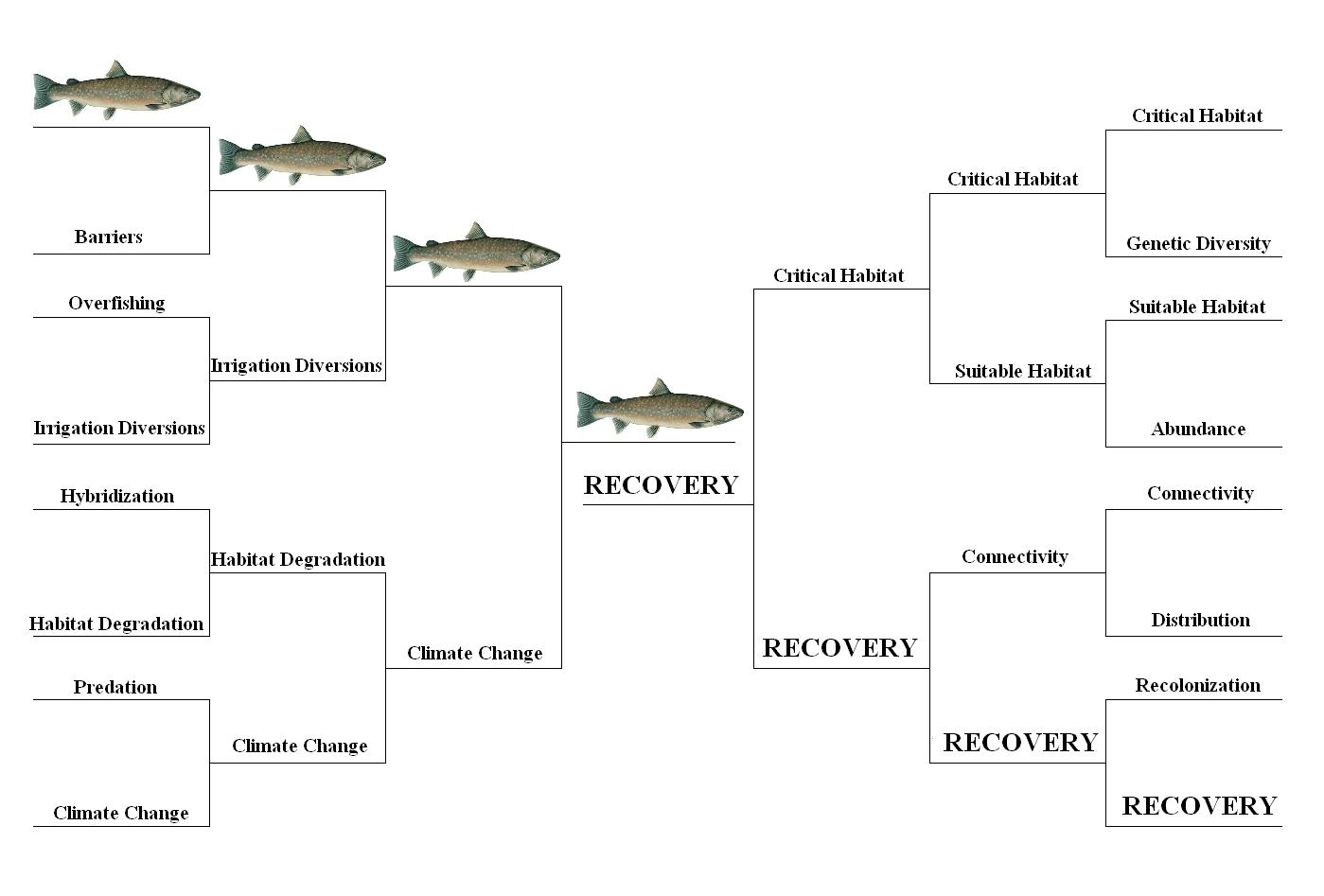 The Dish on Fish Bull Trout “Bracketology”