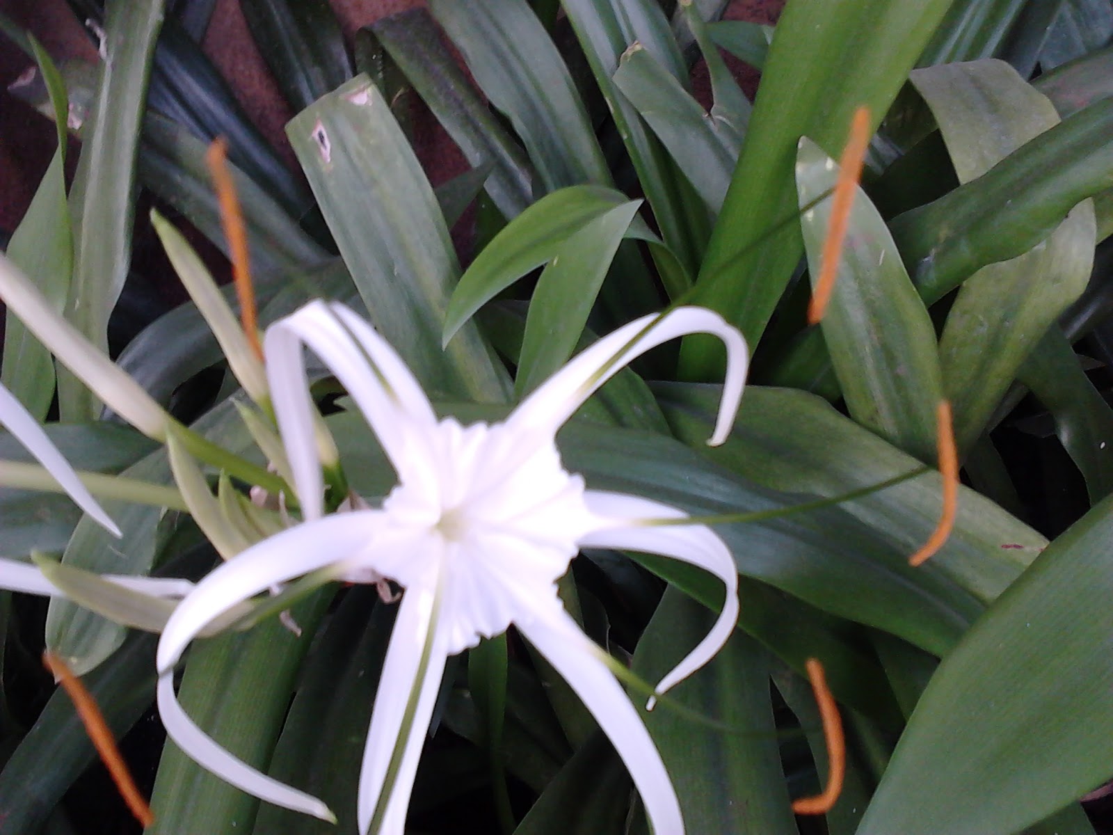 Garden Care Simplified Healthy Spider Lily Flower Plants Tips and Care