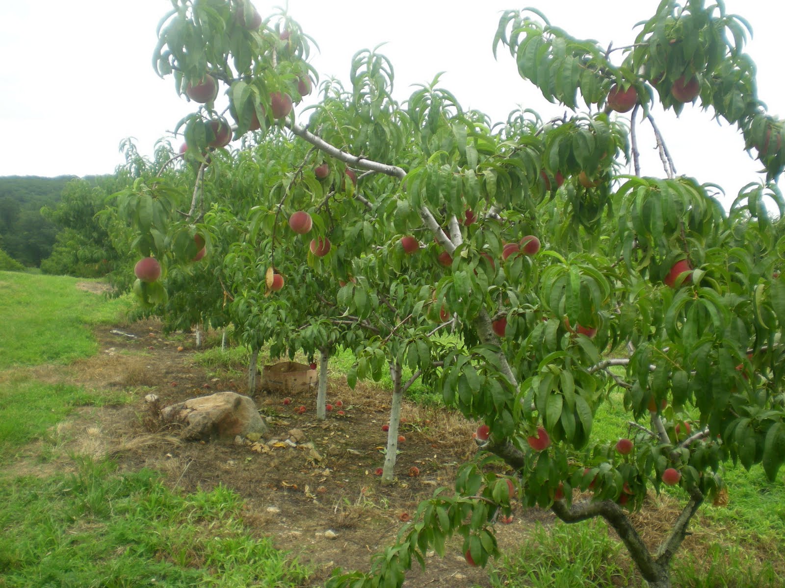 Jarvis House Peaches at Gross' Orchard Bedford, Virginia