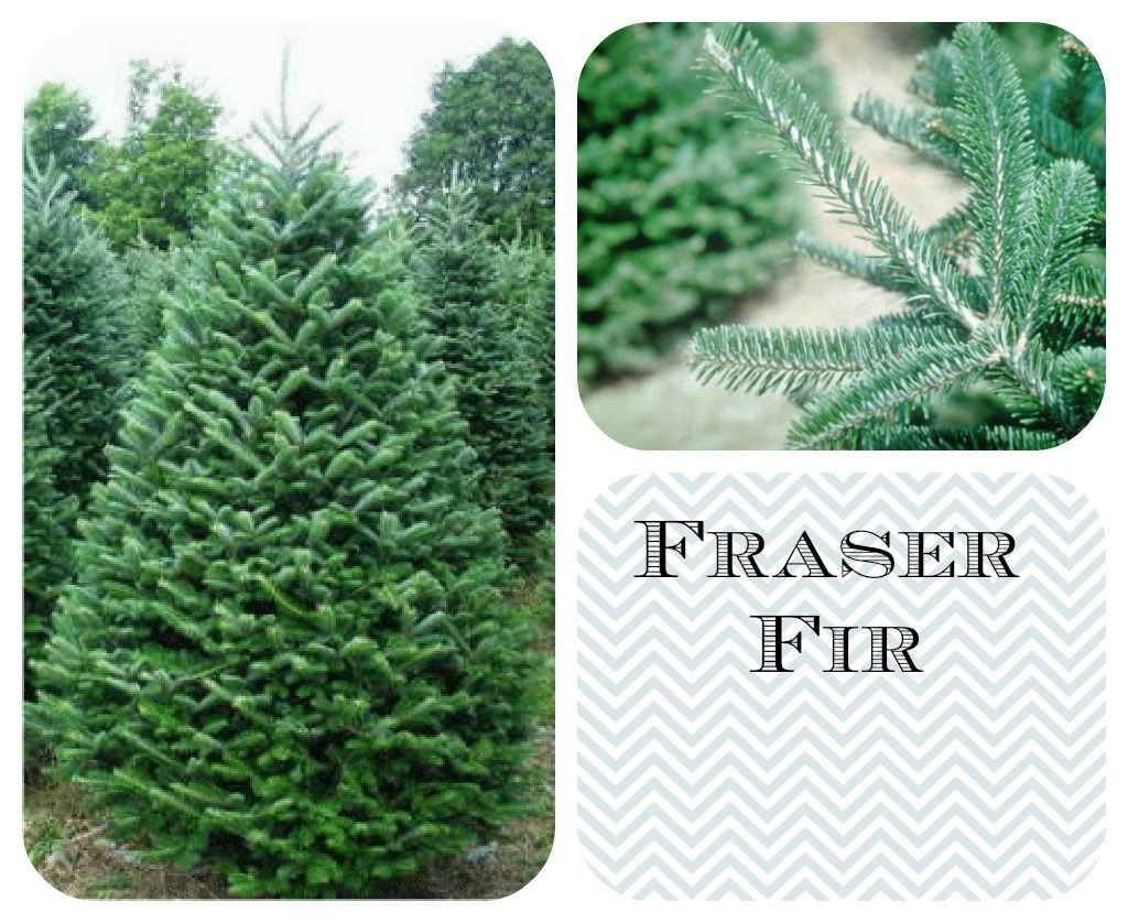 How to choose the best Christmas tree