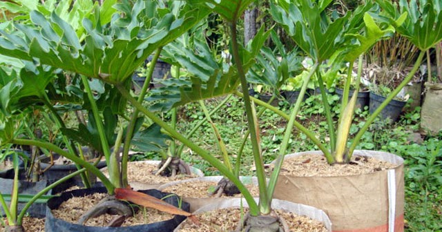POHON PHILODENDRON JARI - JUAL TANAMAN HIAS