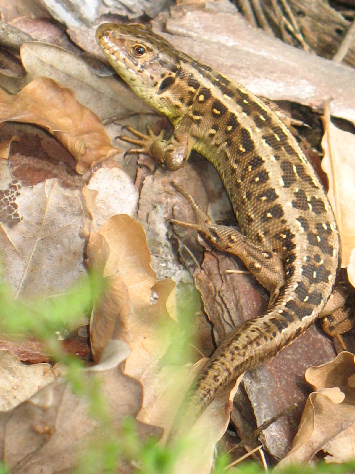 Die Natur Weilmunsters Vi Reptilien Die Schlangen Und
