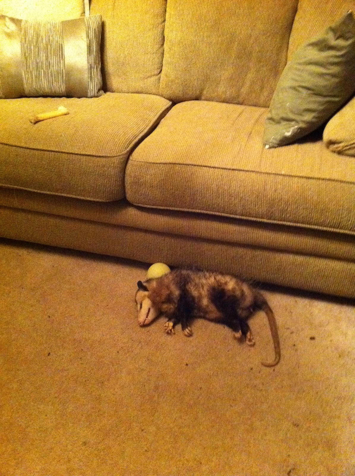 Emily Possum