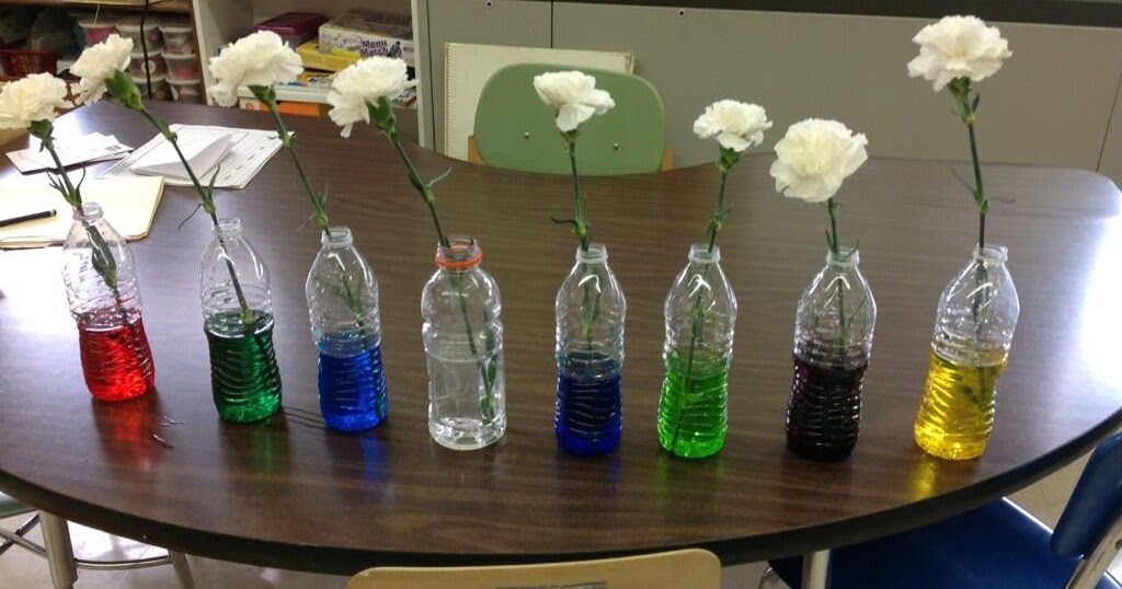 Carnation Experiment