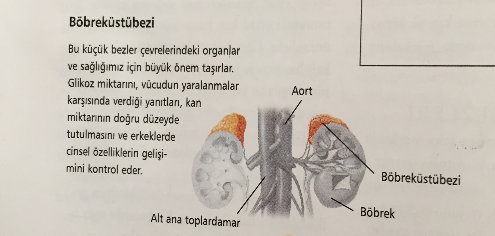 Rare Blossom’la organik ve mutlu bir yıl Rare Blossom’la organik ve mutlu bir yıl