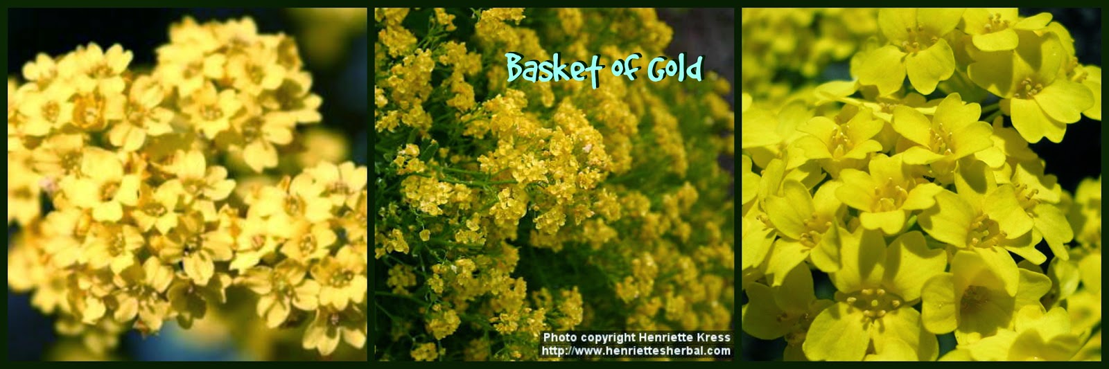 Hannah the Dreamer Flower of the Day Basket of Gold