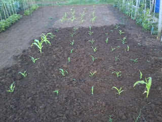 Sweetcorn planted up next to the babycorn