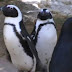 A homossexualidade entre os animais é mais comum do que se pensa
