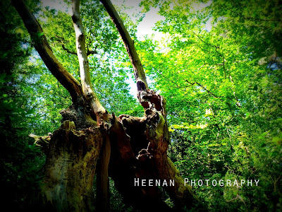 "Epping Forest Ancients" photo by Heenan Photography