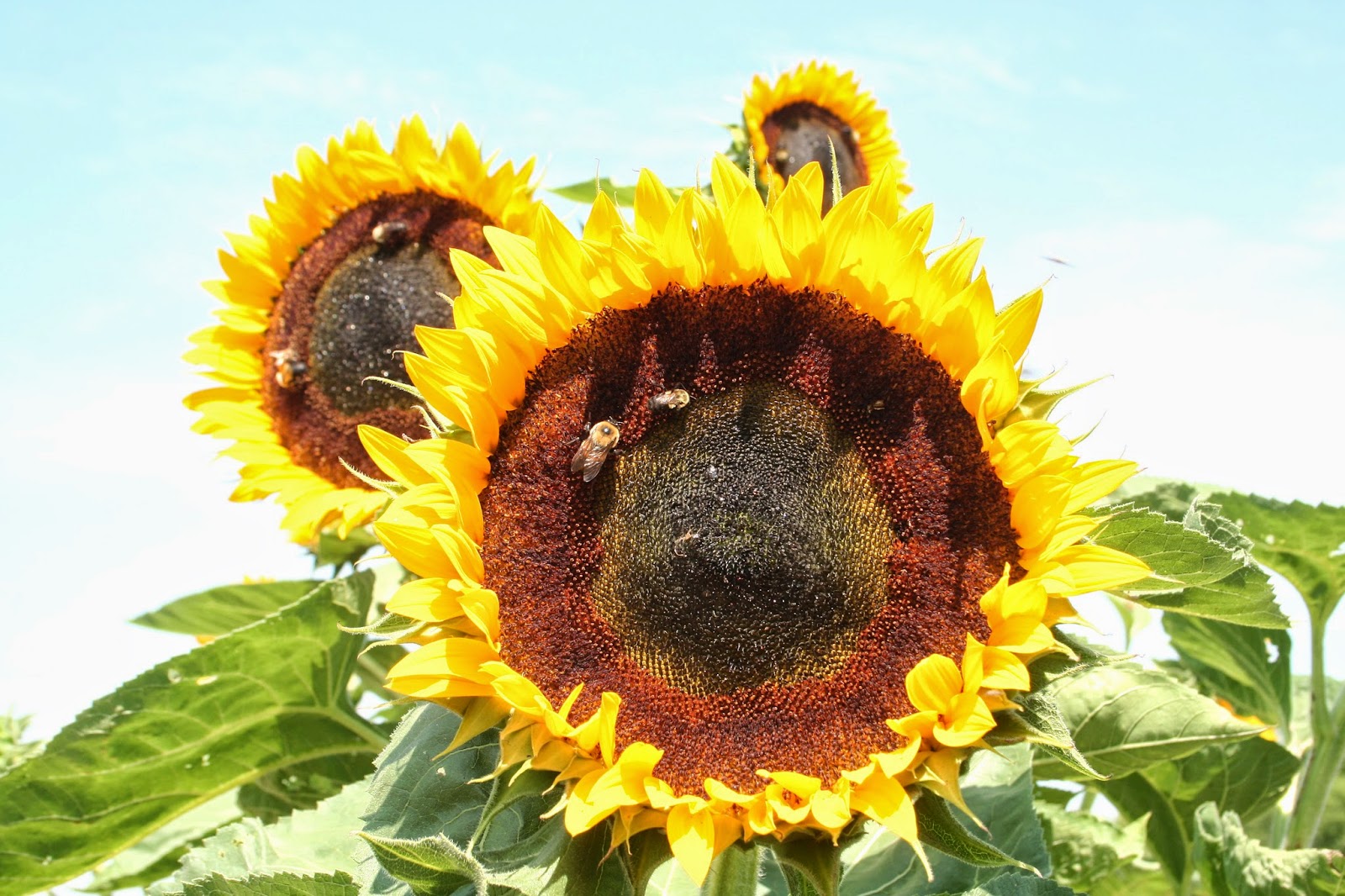 meanderings . . . homer's farm 7/13 and 8/10