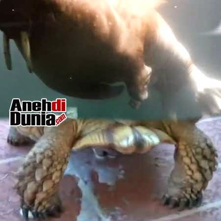 Sex foto wanita sex dengan hewan teen fucking hard
