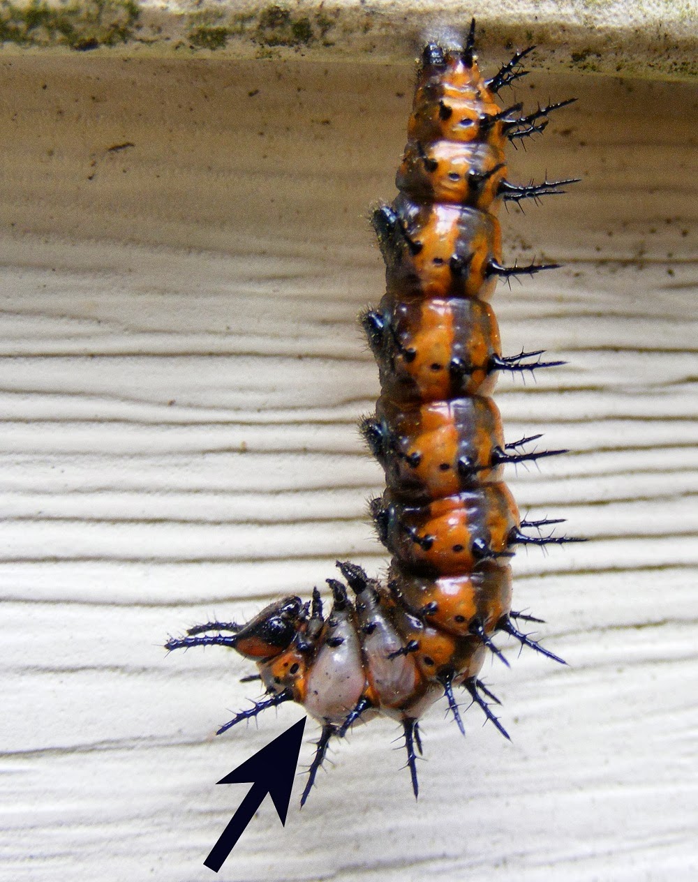 Sweet Freedom Designs It's Science, Baby!