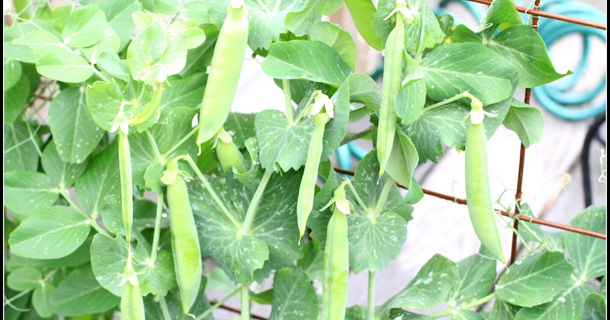 Desperate Gardener Growing Peas